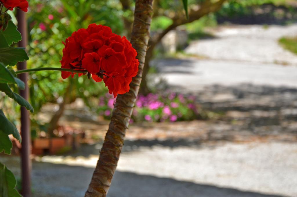 Belvedere Zakynthos Studios Vasilikí Zewnętrze zdjęcie